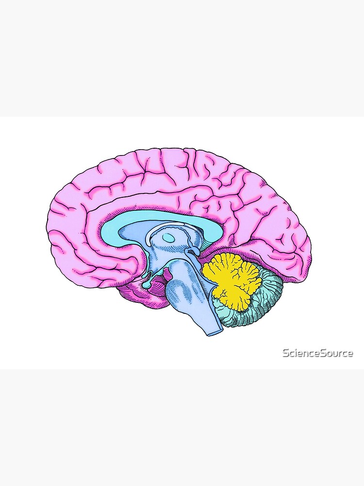 Human brain drawing set Royalty Free Vector Image
