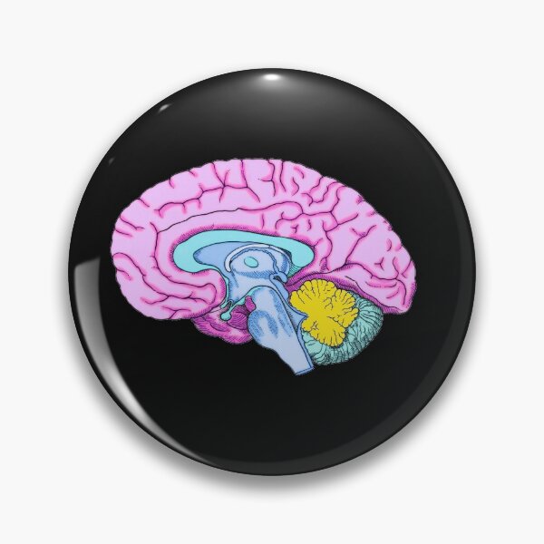 Aperçu de l'œuvre Illustration de l'anatomie du cerveau humain aux couleurs vives créée et vendue par ScienceSource.