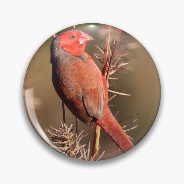 Artikelvorschau, Crimson Finch entworfen und verkauft von Wanderingeagles.