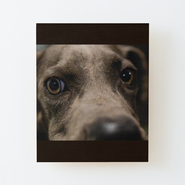 Botros big eyed Cane Corso Wood Mounted Print