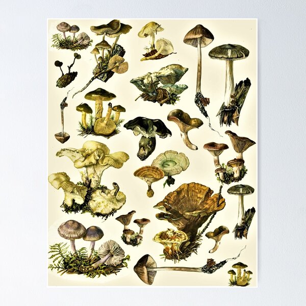 Item preview, Fungi, Mushroom Goodness .... Illustration designed and sold by KGBird.