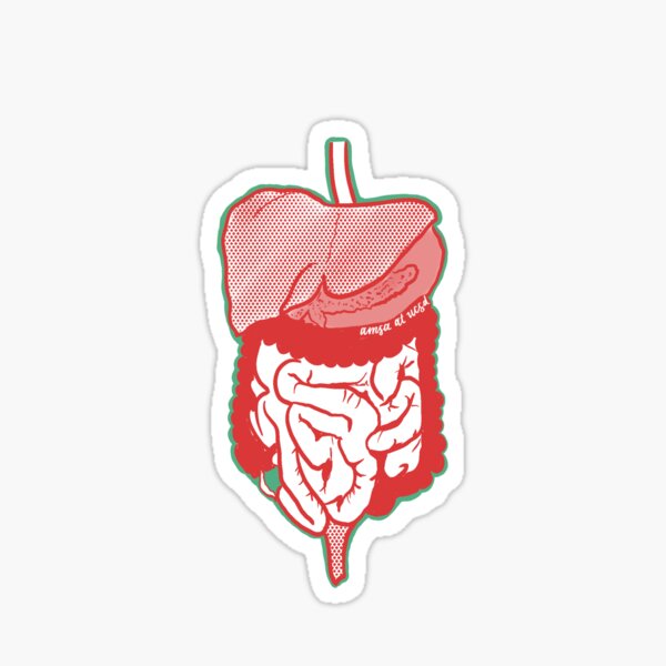 Digestive System Anatomical AMSA At UCSD Sticker For Sale By   St,small,507x507 Pad,600x600,f8f8f8 