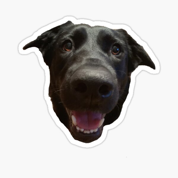 Australian Shepherd Sticker