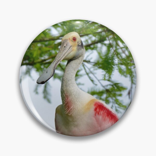 Item preview, Roseate Spoonbill Resting on a Branch designed and sold by richardbryce.