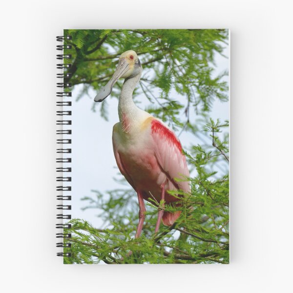 Item preview, Roseate Spoonbill Resting on a Branch designed and sold by richardbryce.