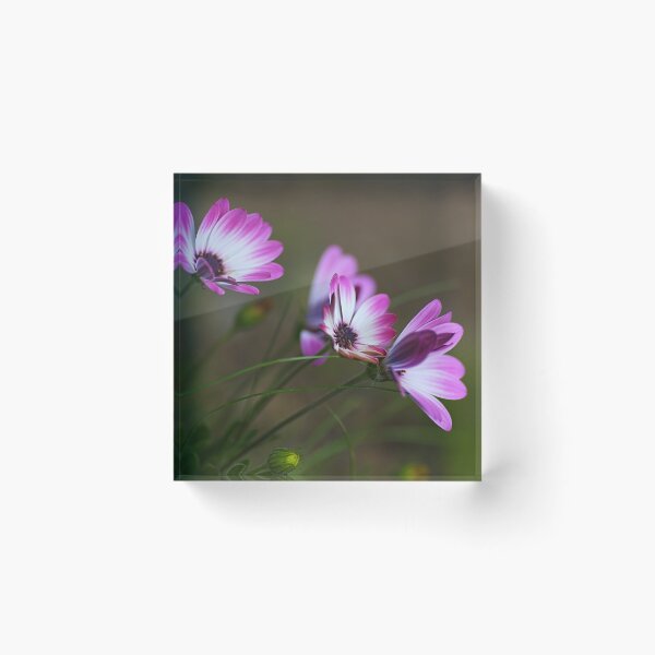 Item preview, Wonderful Cape Daisies designed and sold by Joy Watson - Natural Light Photography .