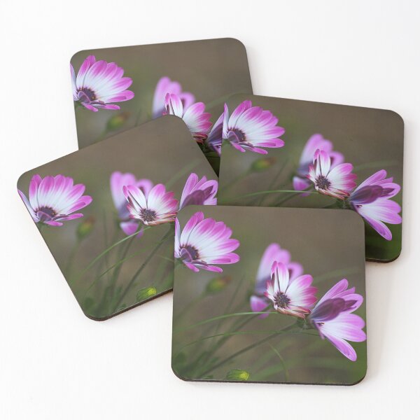 Item preview, Wonderful Cape Daisies designed and sold by Joy Watson - Natural Light Photography .