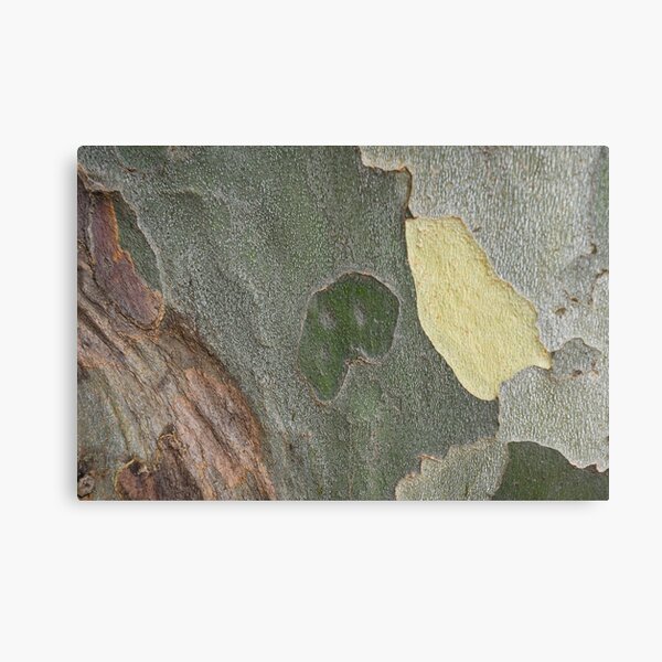 Beautiful Sycamore Hues Canvas Print