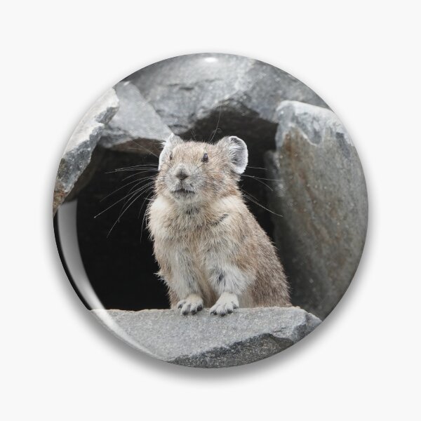 Item preview, American pika (Ochotona princeps) in Mount Rainier National Park designed and sold by SDym Photography.