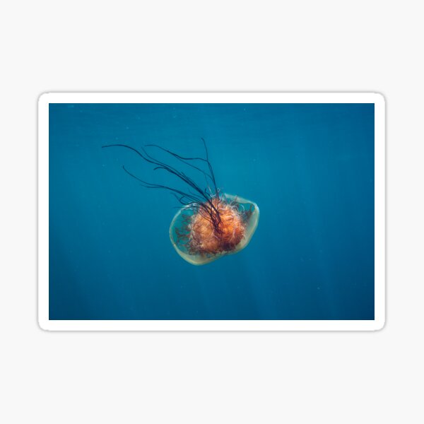 Item preview, Medusas de Nomura en Jeju Diving designed and sold by Mike Ashley.