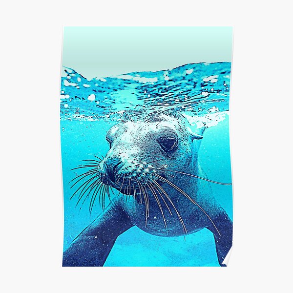 CUTE BABY SEAL NATURE ANIMAL A3 PRINT POSTER GZ076