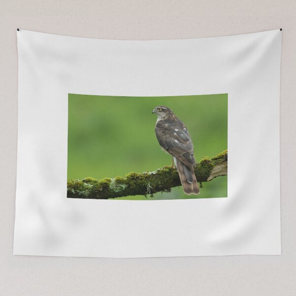 Item preview, The amazing Sparrowhawk perched on a branch designed and sold by toms206.