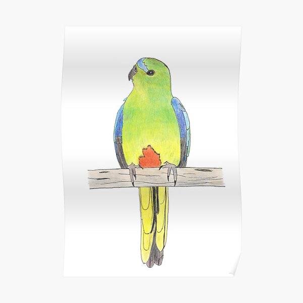 Australian Species Posters Redbubble