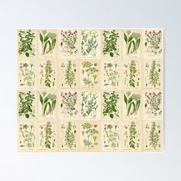 Item preview, Apothecary Herbs Vintage Botanical Plants Cottagecore designed and sold by funnytshirtemp.