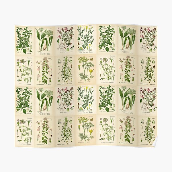 Apothecary Herbs Vintage Botanical Plants Cottagecore Poster