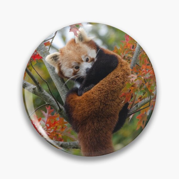 Item preview, Autumnal Red Panda in leaves designed and sold by photosbygemmad.