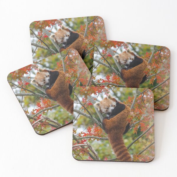 Item preview, Autumnal Red Panda in leaves designed and sold by photosbygemmad.