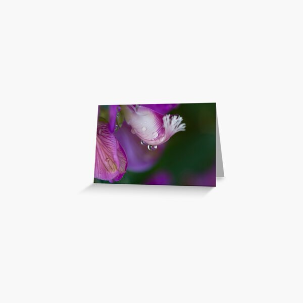 Water Play - Myrtle-leaf Milkwort (Polygala Myrtifolia) Greeting Card