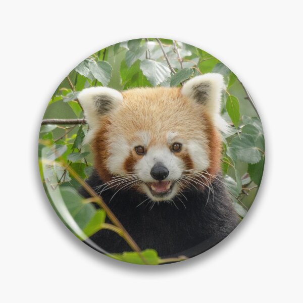 Item preview, Cute red panda in the tree designed and sold by photosbygemmad.