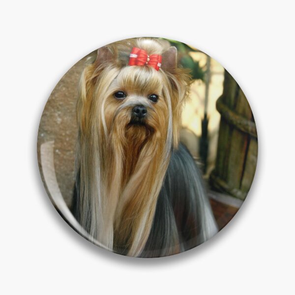 Item preview, Yorkshire Terrier dog pets dogs cute sweet designed and sold by Coolstuff4you71.