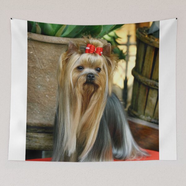 Item preview, Yorkshire Terrier dog pets dogs cute sweet designed and sold by Coolstuff4you71.