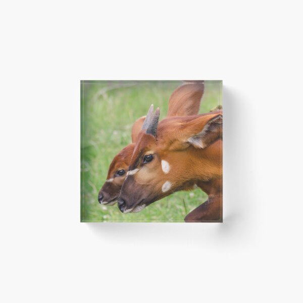 Item preview, Sisterly love designed and sold by photosbygemmad.