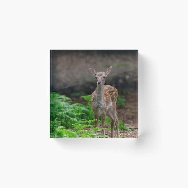 Item preview, Baby deer in woods designed and sold by photosbygemmad.