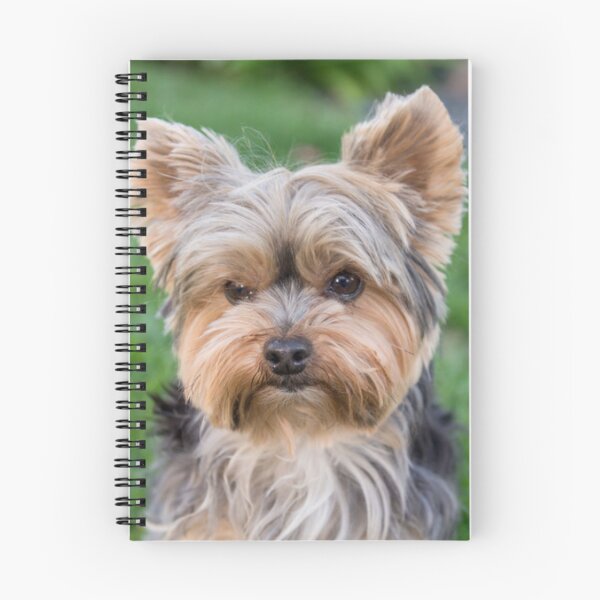 Item preview, Yorkshire Terrier dog pets dogs cute sweet designed and sold by Coolstuff4you71.
