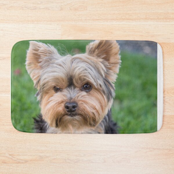 Item preview, Yorkshire Terrier dog pets dogs cute sweet designed and sold by Coolstuff4you71.