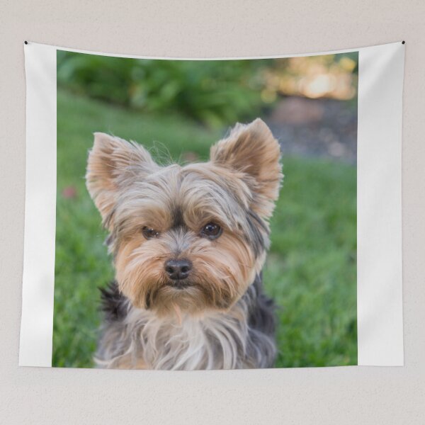 Item preview, Yorkshire Terrier dog pets dogs cute sweet designed and sold by Coolstuff4you71.