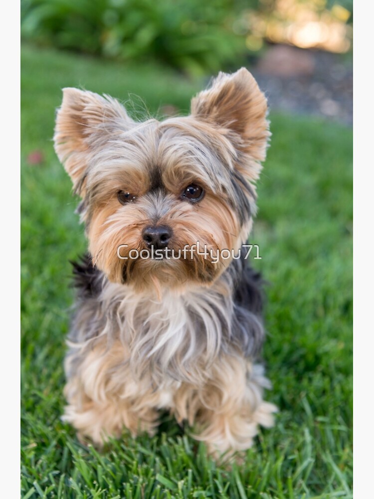 Cute Yorkshire Terrier Cute Yorkshire Terrier Puppy Wrapped In