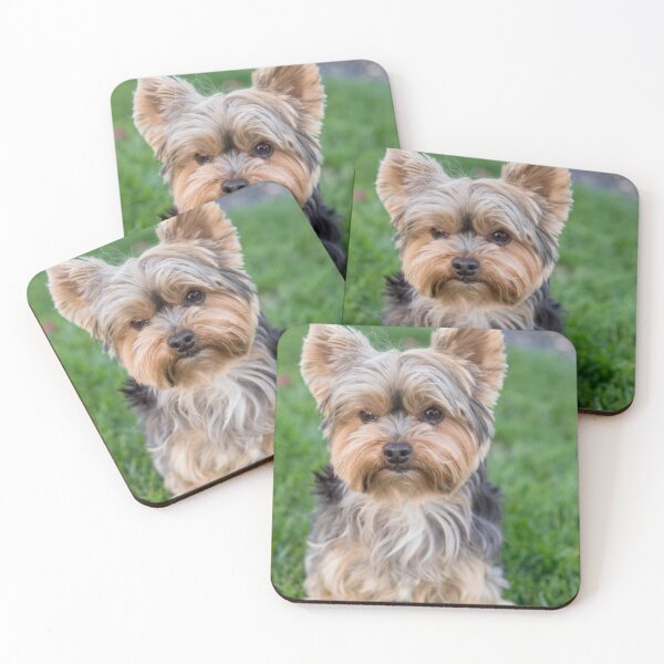 Item preview, Yorkshire Terrier dog pets dogs cute sweet designed and sold by Coolstuff4you71.