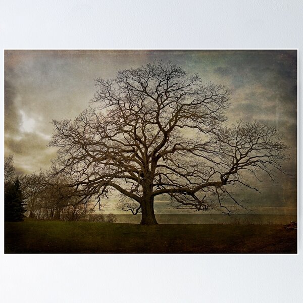 Item preview, The Old Oak Tree designed and sold by MClementReilly.