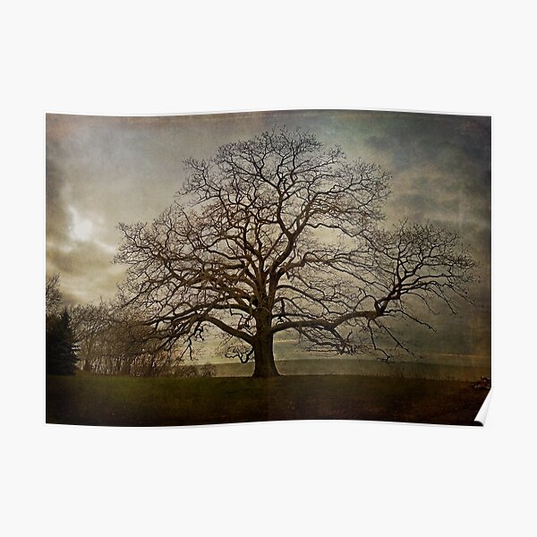 The Old Oak Tree Poster