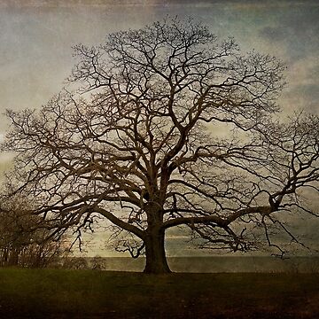 Artwork thumbnail, The Old Oak Tree by MClementReilly
