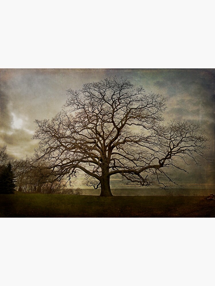 Thumbnail 3 of 3, Sticker, The Old Oak Tree designed and sold by MClementReilly.