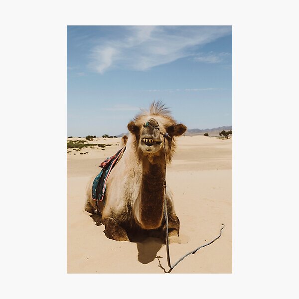 Item preview, Camel Face  designed and sold by Spud Groshong.