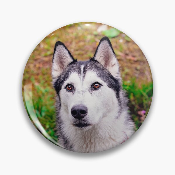 Item preview, Kevin Husky  designed and sold by PurpleBluesPets.