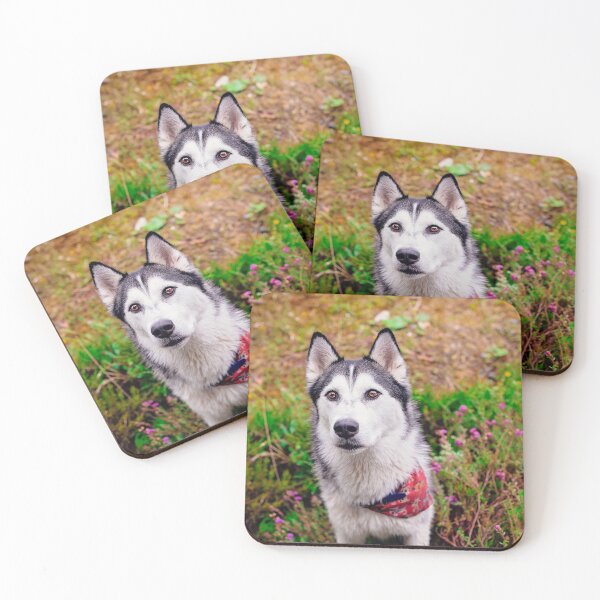 Item preview, Kevin Husky  designed and sold by PurpleBluesPets.