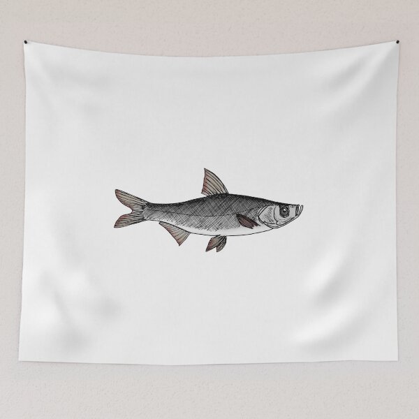 Item preview, Culter alburnus designed and sold by Stanton.