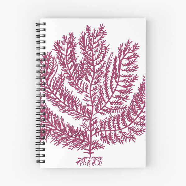 Item preview, Gelidium amansii designed and sold by Stanton.