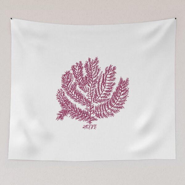 Item preview, Gelidium amansii designed and sold by Stanton.