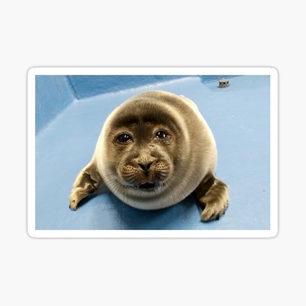 "Cute baby seal" Sticker by BrandyKrat Redbubble
