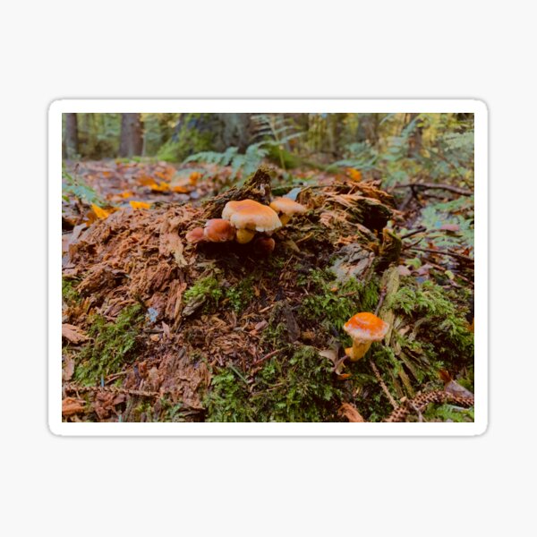 MUSHROOMS IN THE WOODS Sticker