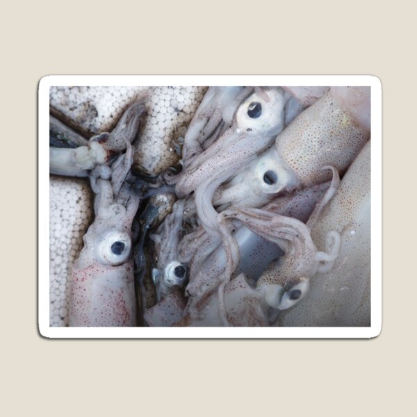 5 (S)quid (a quid a squid) Magnet