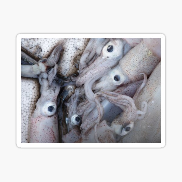 5 (S)quid (a quid a squid) Sticker