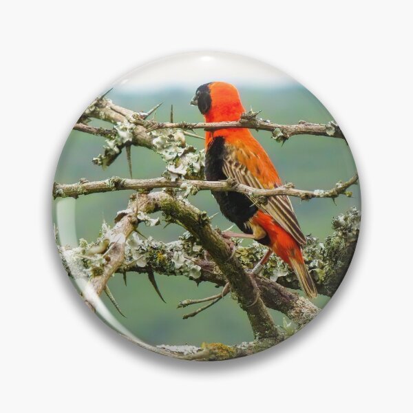 Item preview, Male Southern Red Bishop in a Thorn Bush designed and sold by Rebecca Herranen.