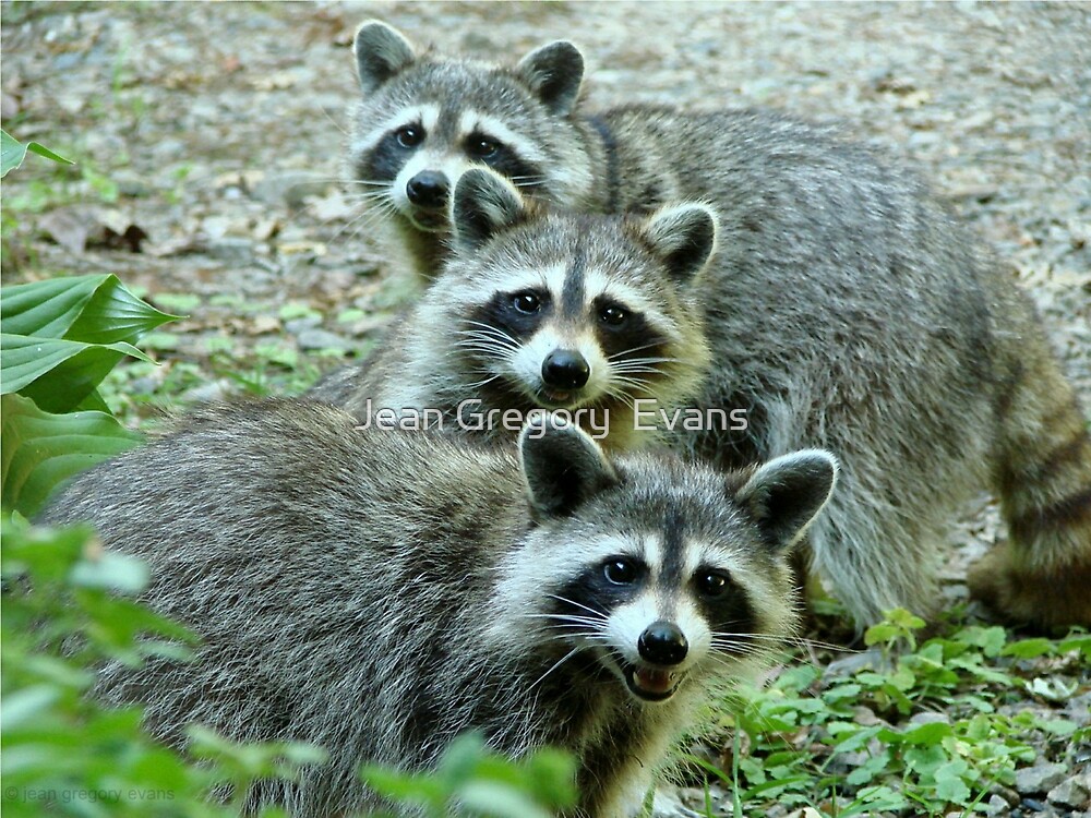 Raccoons Pfp