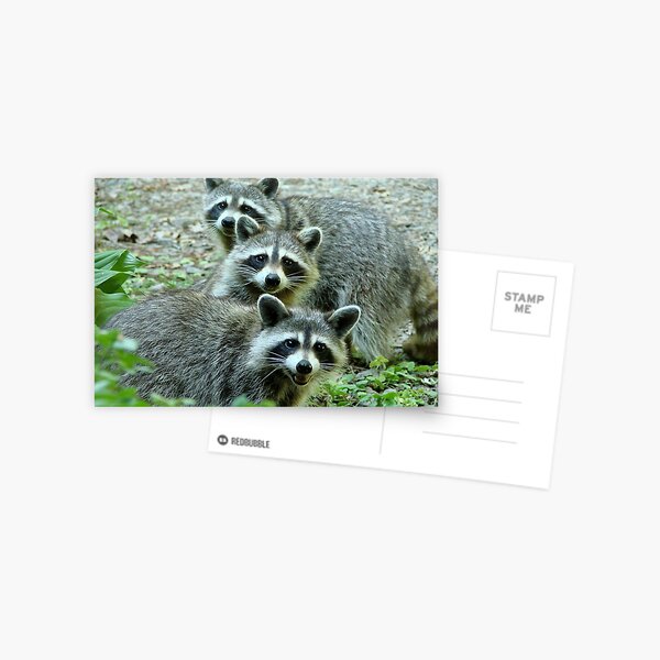 Item preview, Three Raccoon designed and sold by Jean Gregory Evans.
