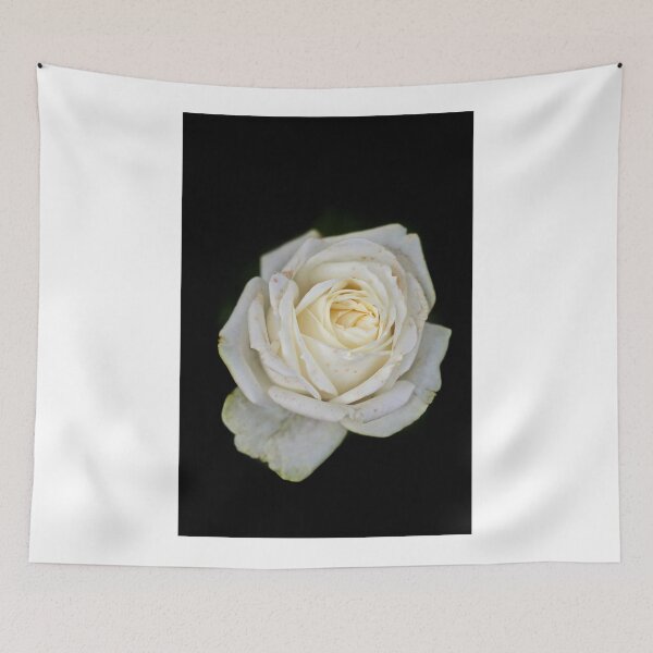 Item preview, White rose on black background designed and sold by olena2552.
